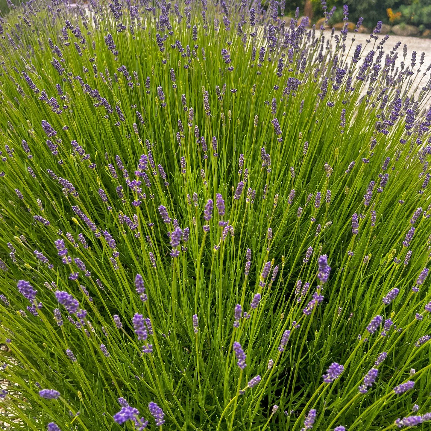 Wonderful to see flowering Lavender @lavendyllavenderkaikoura recently. November-March is the best time to visit here in Kaikoura to see these stunning blooms.