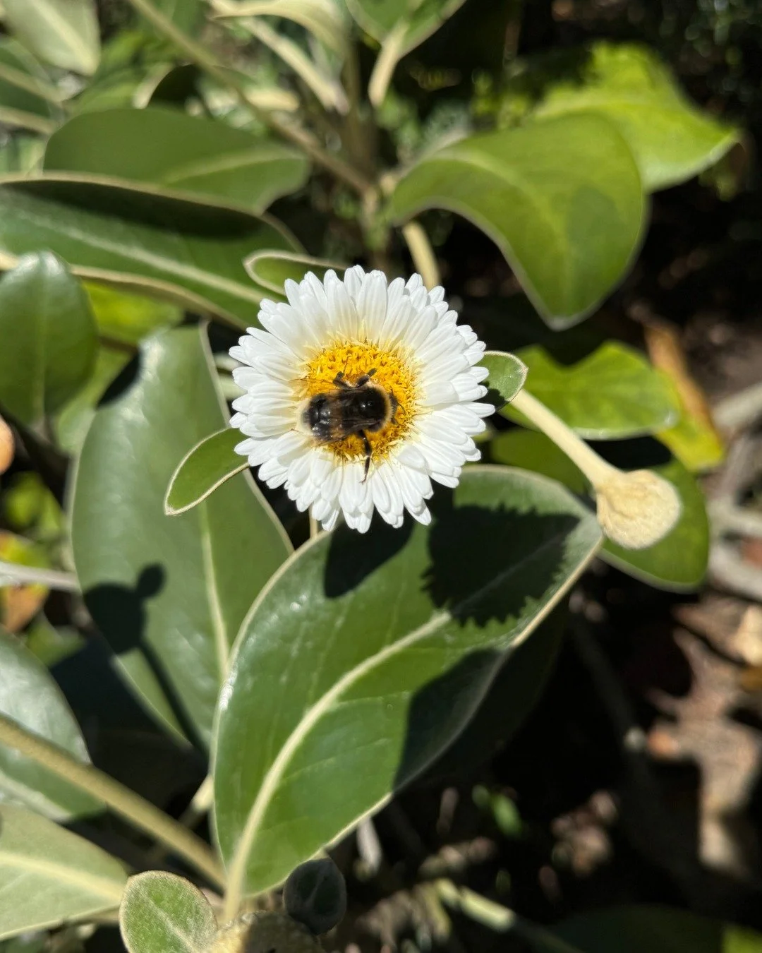 One of our favourite plants in the garden - Pachystegia rufa (Marlborough rock daisy). Its soft rust-coloured hairs on the underside of leaves and stems are unique and it has a textural quality that draws you in. This rare, endemic plant of the Marlb