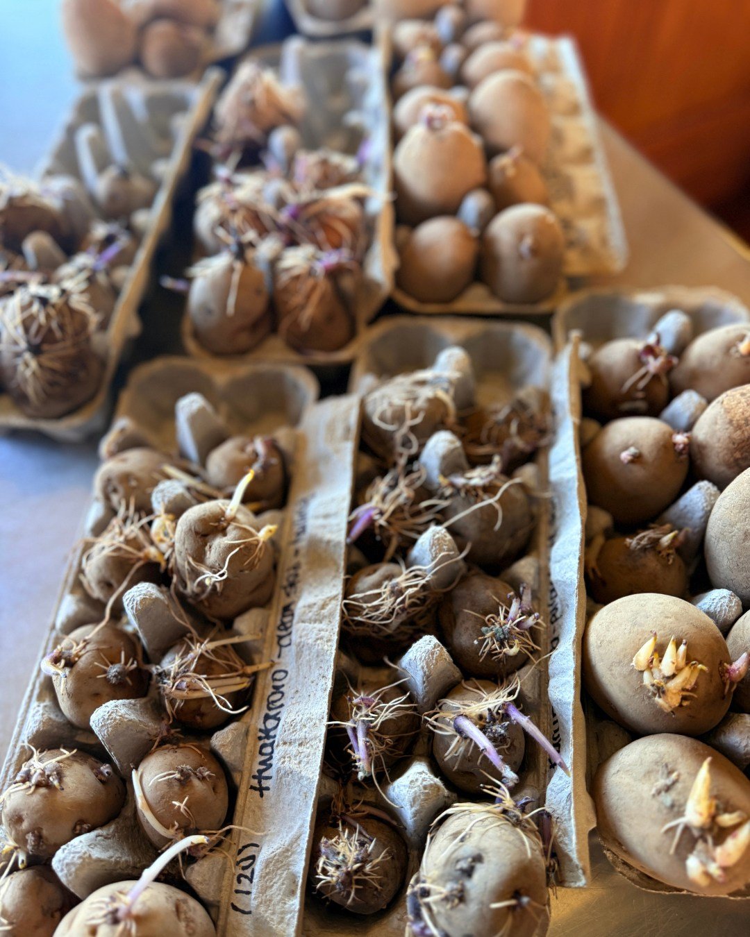 Chitting season at the end of the hallway...

Our seed potatoes are tucked into egg trays and waking up slowly in bright but cool conditions. That's exactly what they need to grow sturdy sprouts instead of long, pale, leggy ones.

This year's lineup 