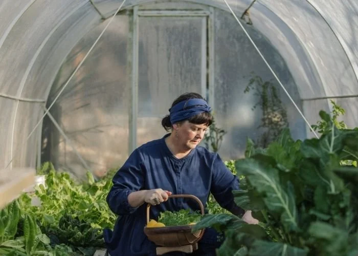 Fiona picking produce in the grow tunnel at Hapuku Kitchen, New Zealand
