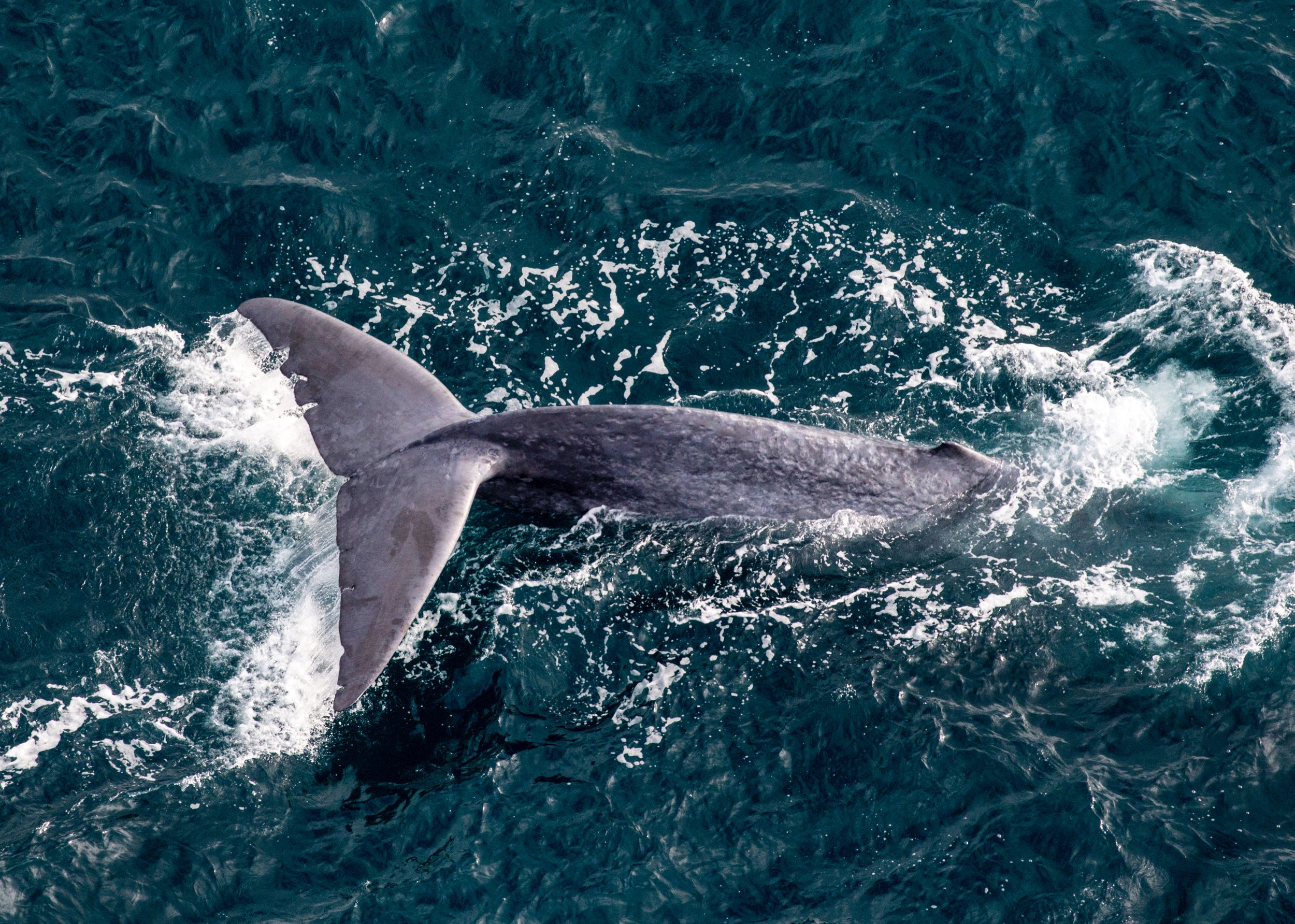 A view from above as a whale dives in Kaikōura