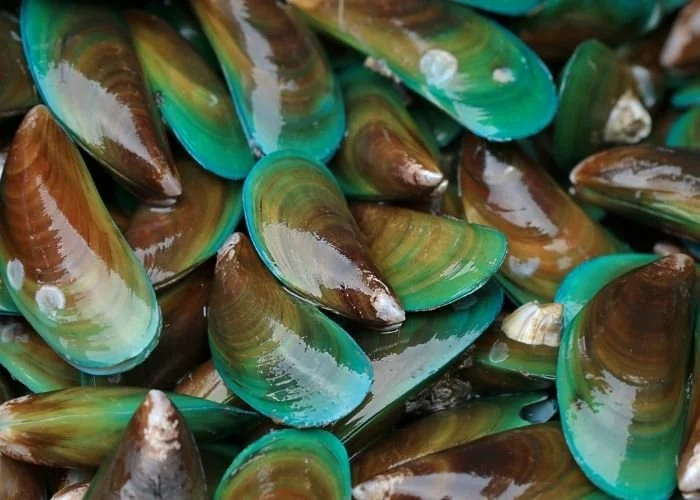 New Zealand green shell mussels