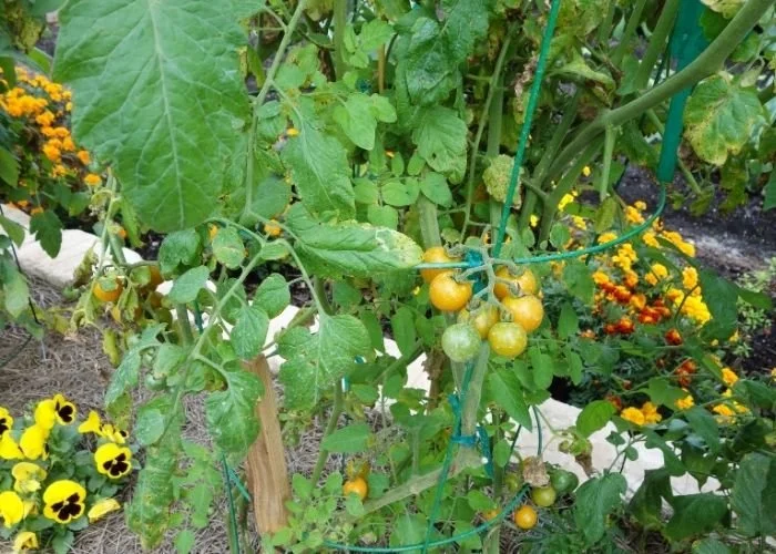 Cherry tomatoes and edible flowers combined in a vegetable garden