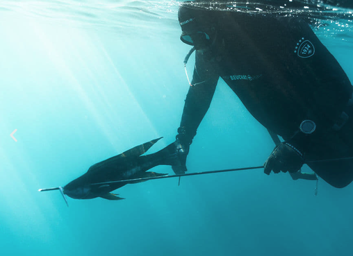 Spear fishing with Ocean Speared from Marlborough Sounds