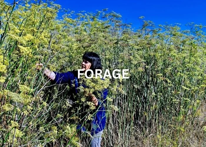 Chef Fiona foraging for wild fennel in Kaikōura, New Zealand