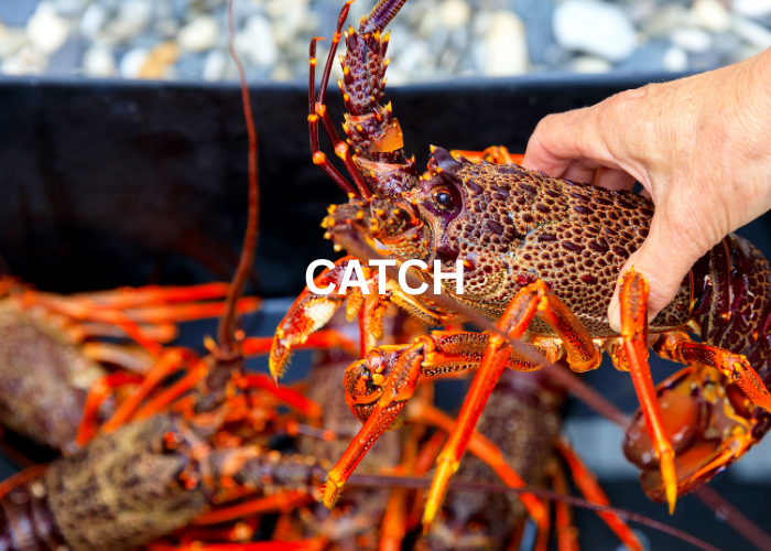 Kaikōura Crayfish (Spiny Rock Lobster)