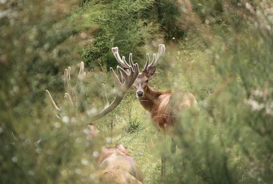 Deer in the wild in New Zealand's South Island
