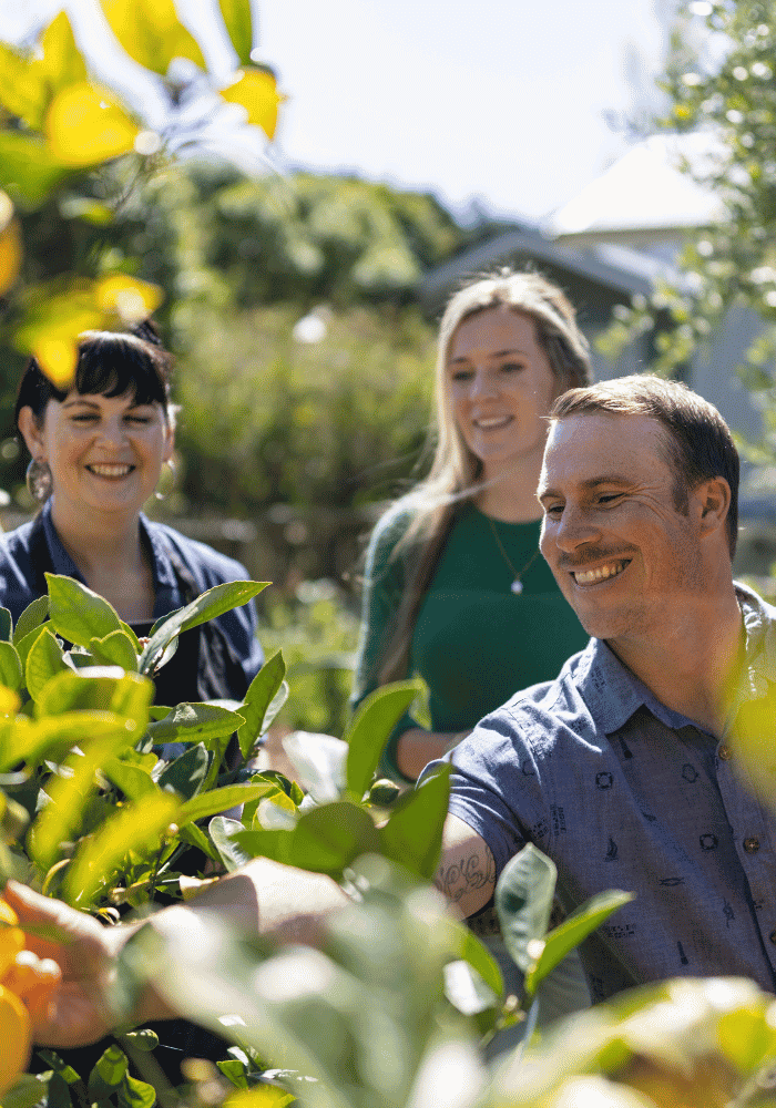 Guests picking fresh lemons at Hapuku Kitchen, Kaikoura, New Zealand