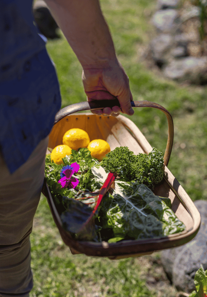 Harvesting fresh ingredients from the garden every day, is at the core of the Hapuku Kitchen experience