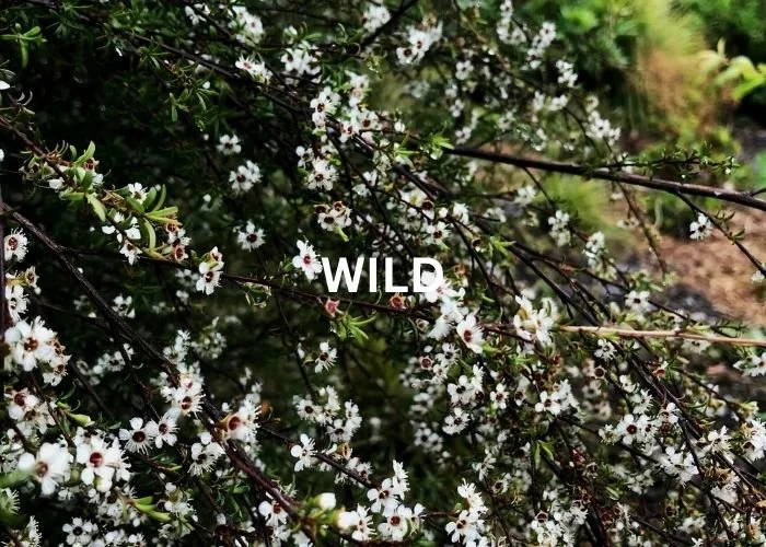 Manuka flowers in the wild, Hapuku Kitchen, Kaikoura, New Zealand
