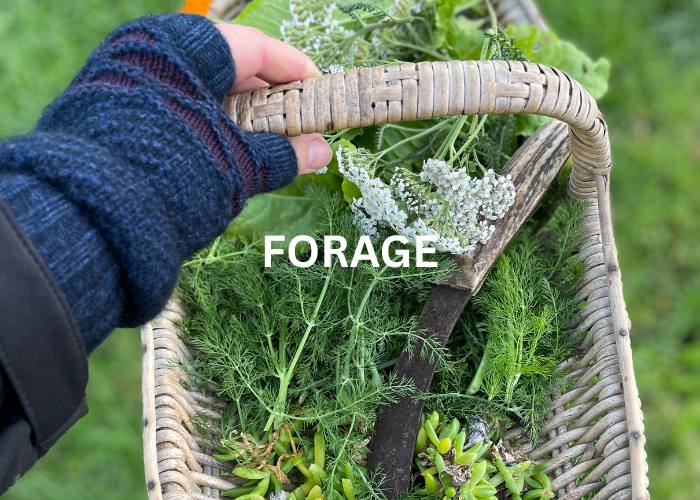 A basket of foraged wild ingredients from Kaikōura