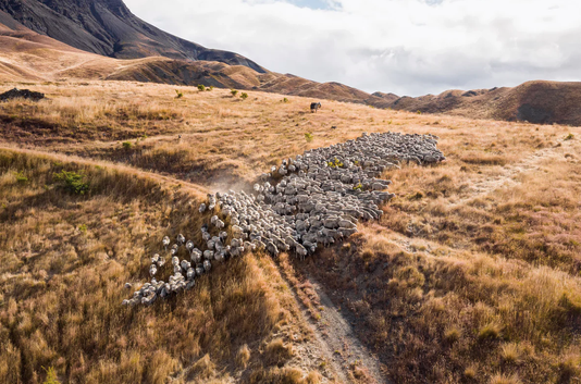 Merino sheep being mustered on the hills at Middlehurst Station