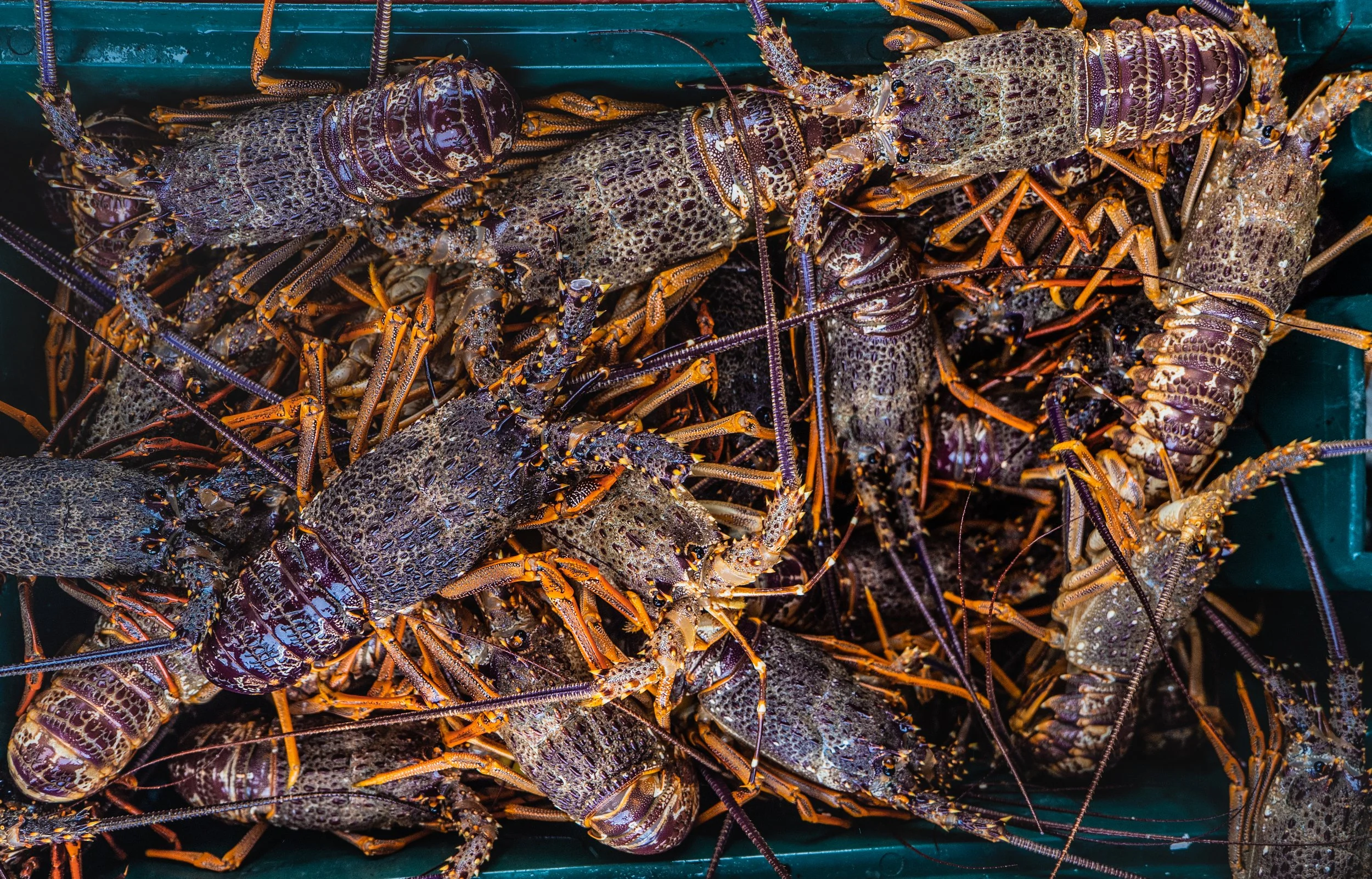 Bin of fresh Kaikoura crayfish (lobster), New Zealand