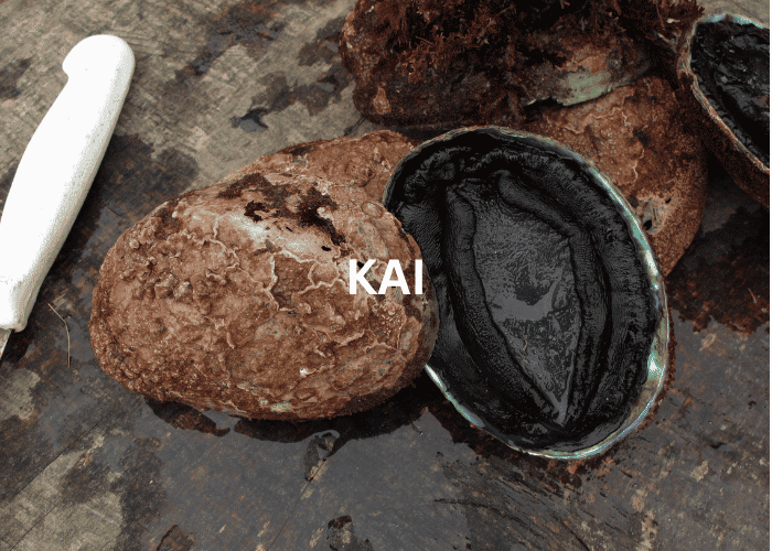 Freshly harvested paua (abalone) from the rich waters of the Kaikoura coast, New Zealand
