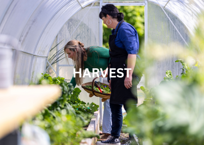 Chef Fiona and guest in grow tunnel harvesting fresh ingredients for their cooking class