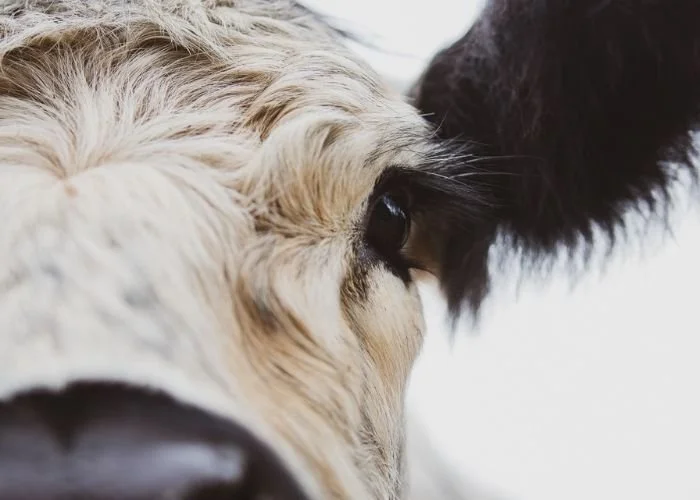 Close up of a Galloway heritage cow at Hapuku Kitchen, New Zealand