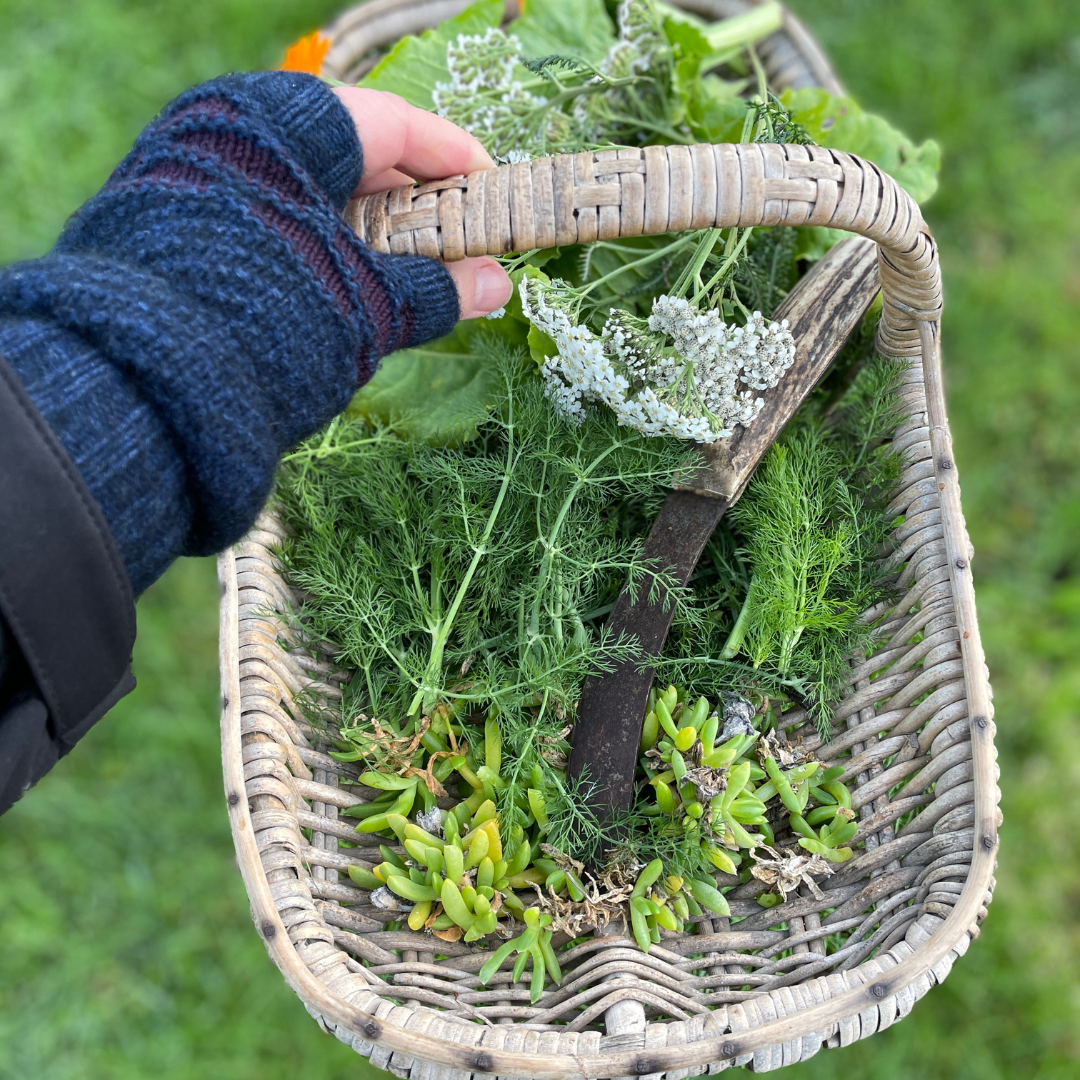 A basket of foraged wild ingredients from the Kaikōura shore, New Zealand