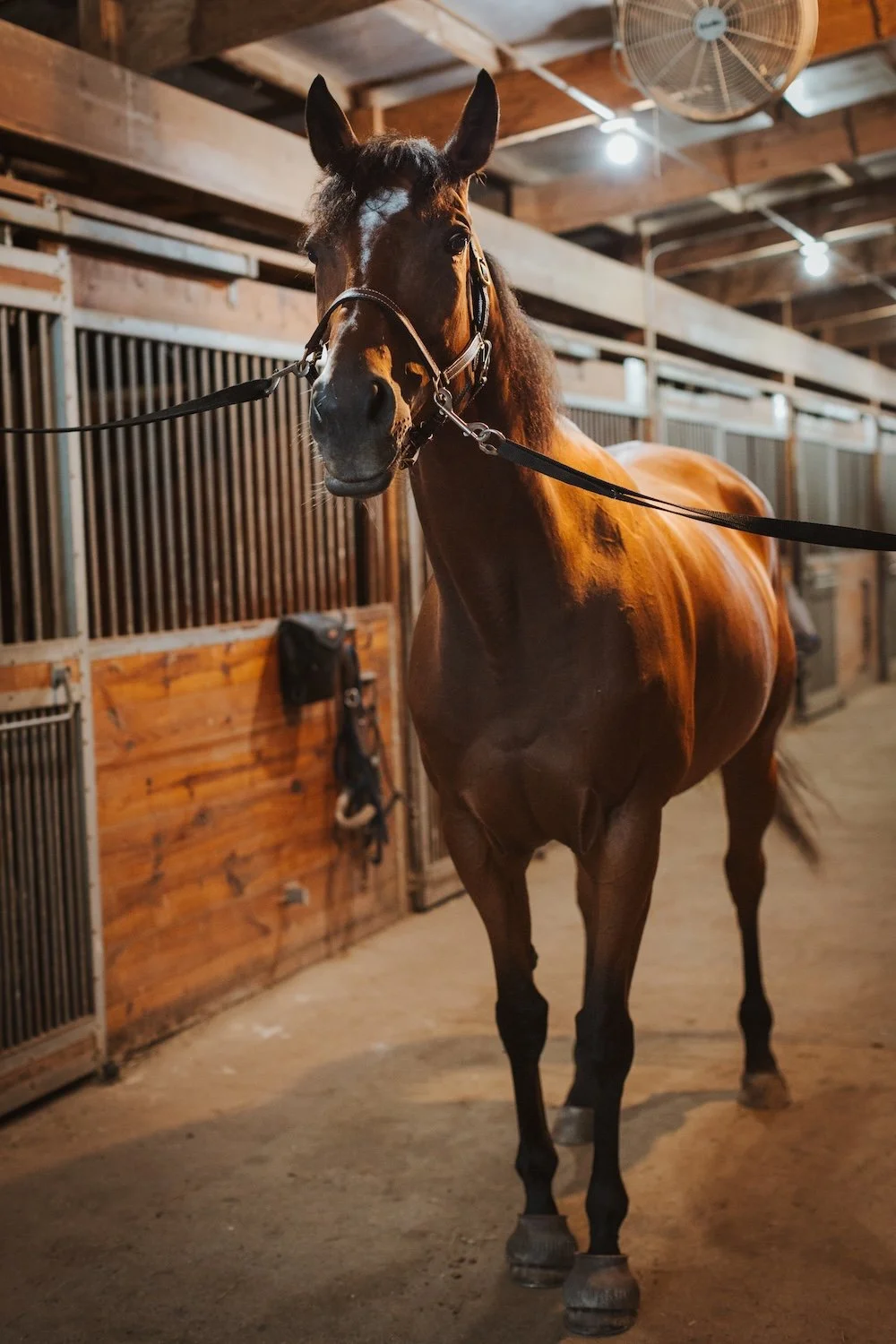 A brown horse standing inside a stable with wooden walls and metal bars, wearing a bridle, under warm lighting.