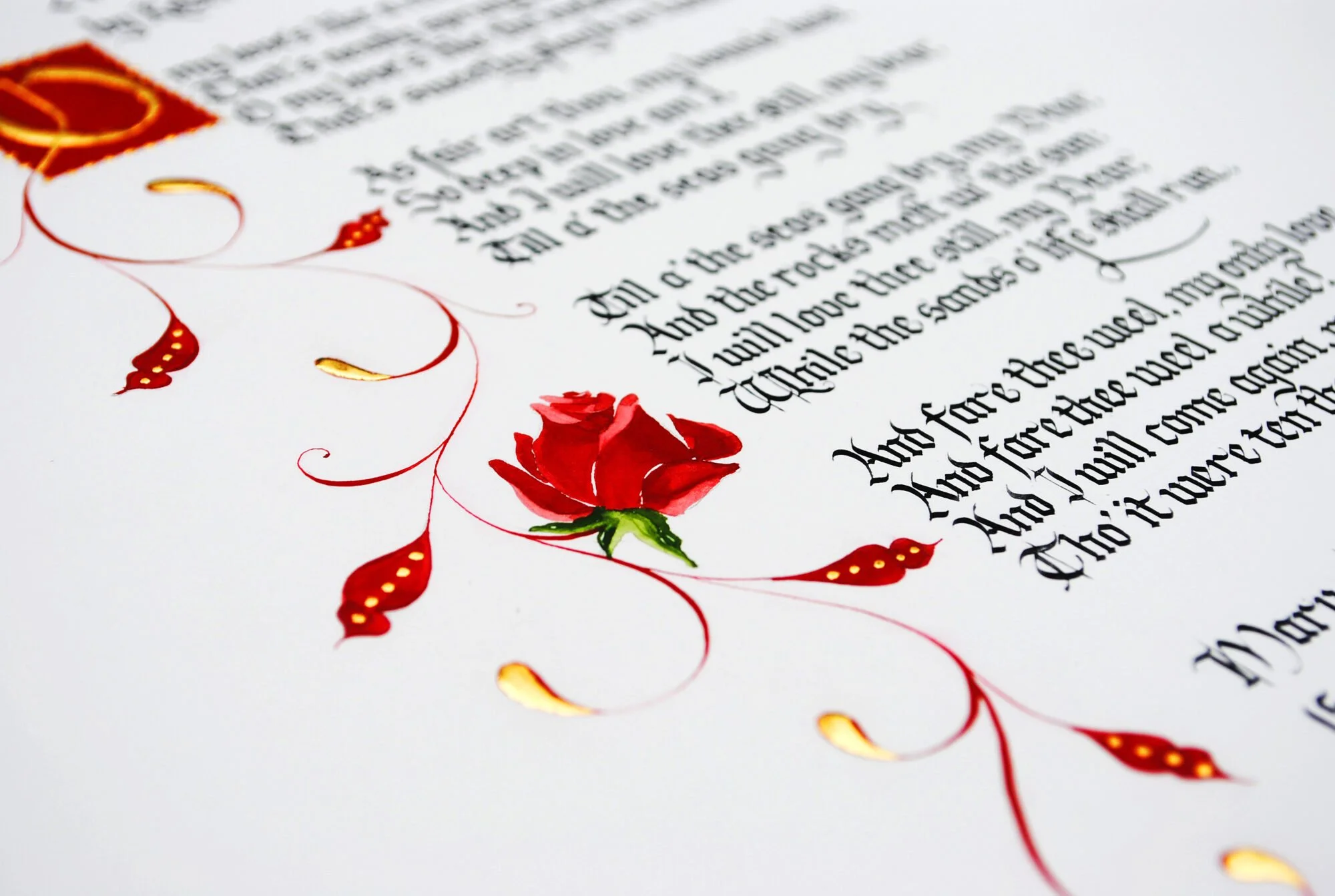Gothic calligraphy style poem with vibrant red rose illustration | Robbie Burns A Red Red Rose by Claire at By Moon & Tide Calligraphy UK
