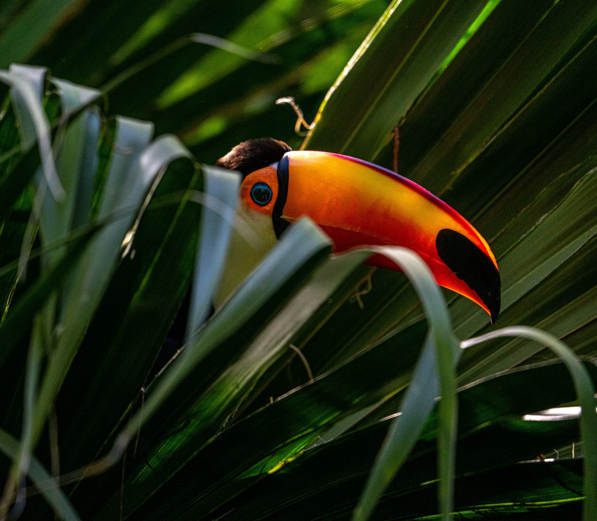 Urban Toucan