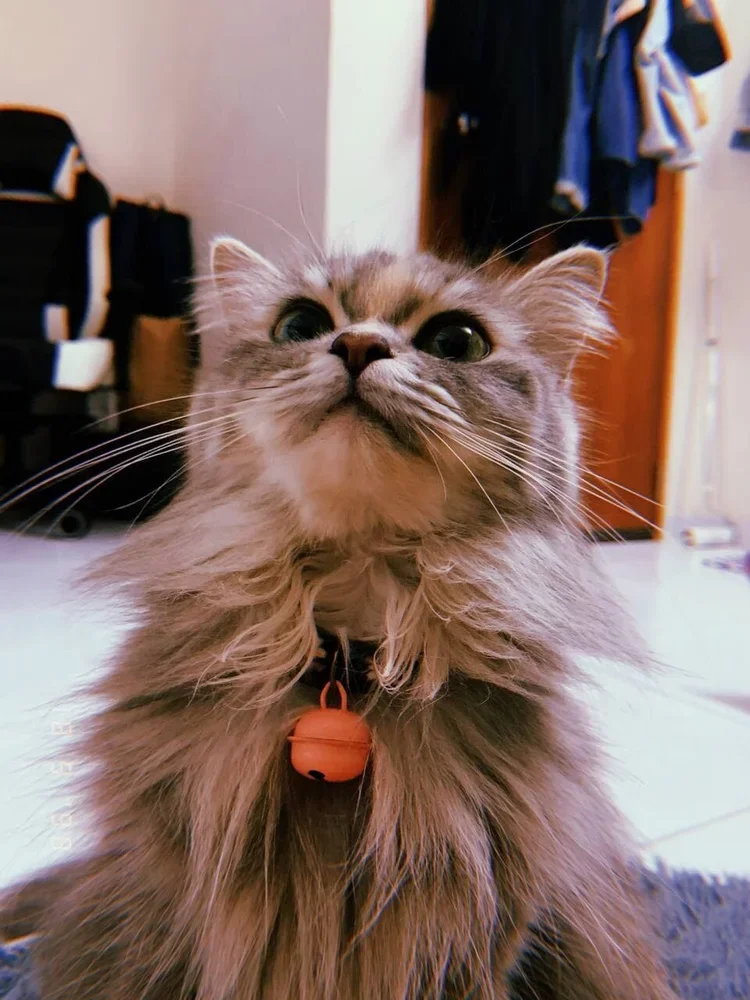 A fluffy gray Maine Coon cat with a small bell collar sitting indoors, looking upward.