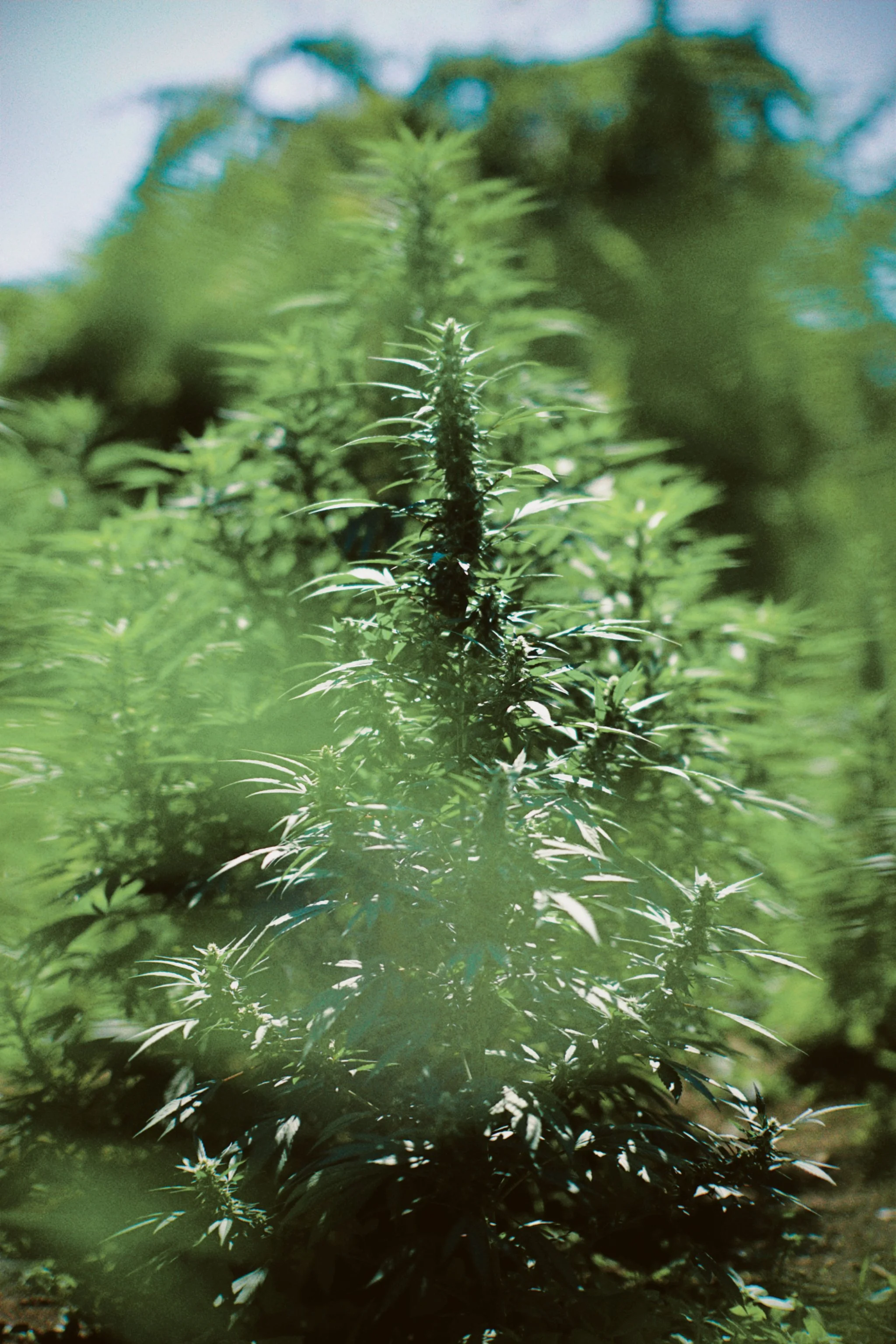 dfuns 2020-08-19 023249.976.JPG