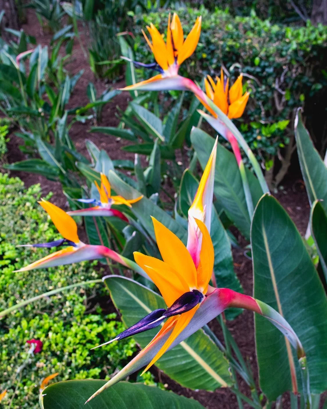 Instagram isn’t letting me post this image without cropping. I’m not sure why. Anyway, this is a flower called “birds of paradise.” A vibrant and lovely flower.
—————————&m