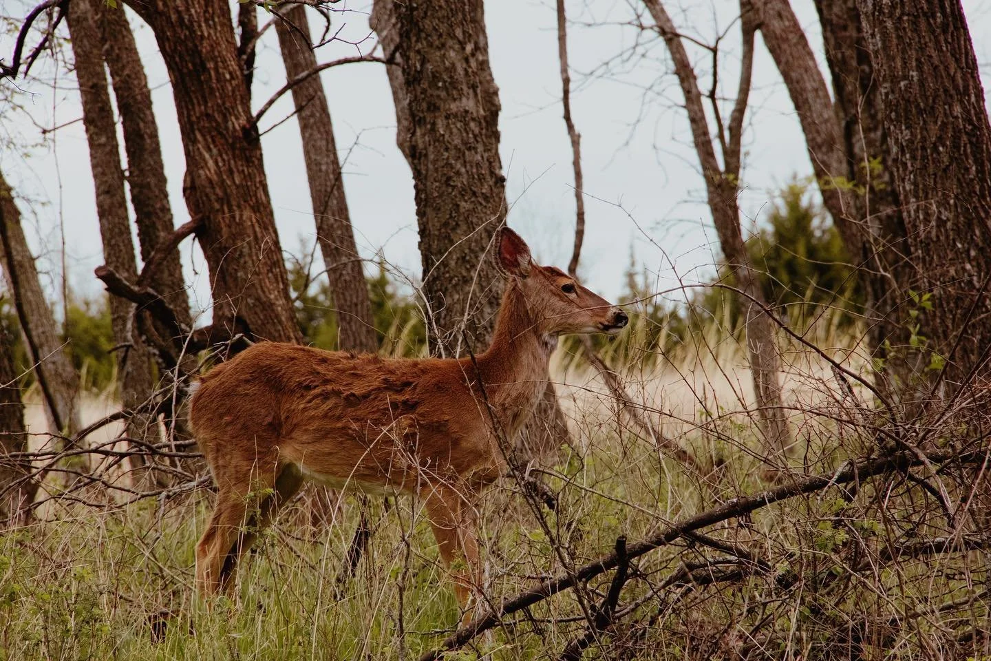 Going out into nature and not knowing what I’ll see and then having encounters like this, it makes it all worth it.
——————————————————