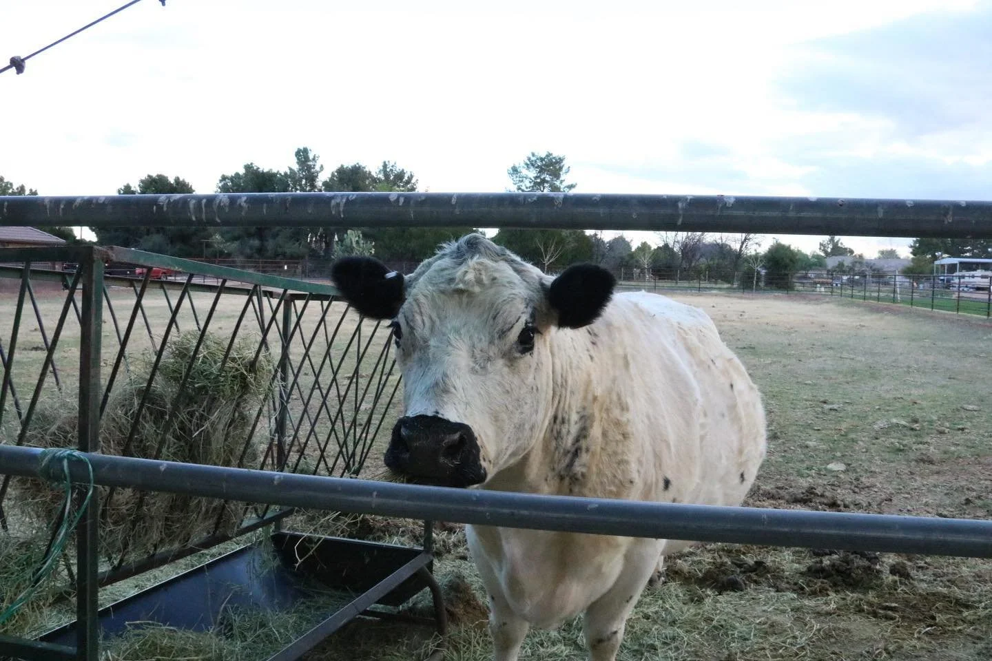 Holy cow! Been a while since I’ve been active on here. 🤓 But It’s spring time so I’m back!
#cow #wow #photography #animal #barnanimals #arizona