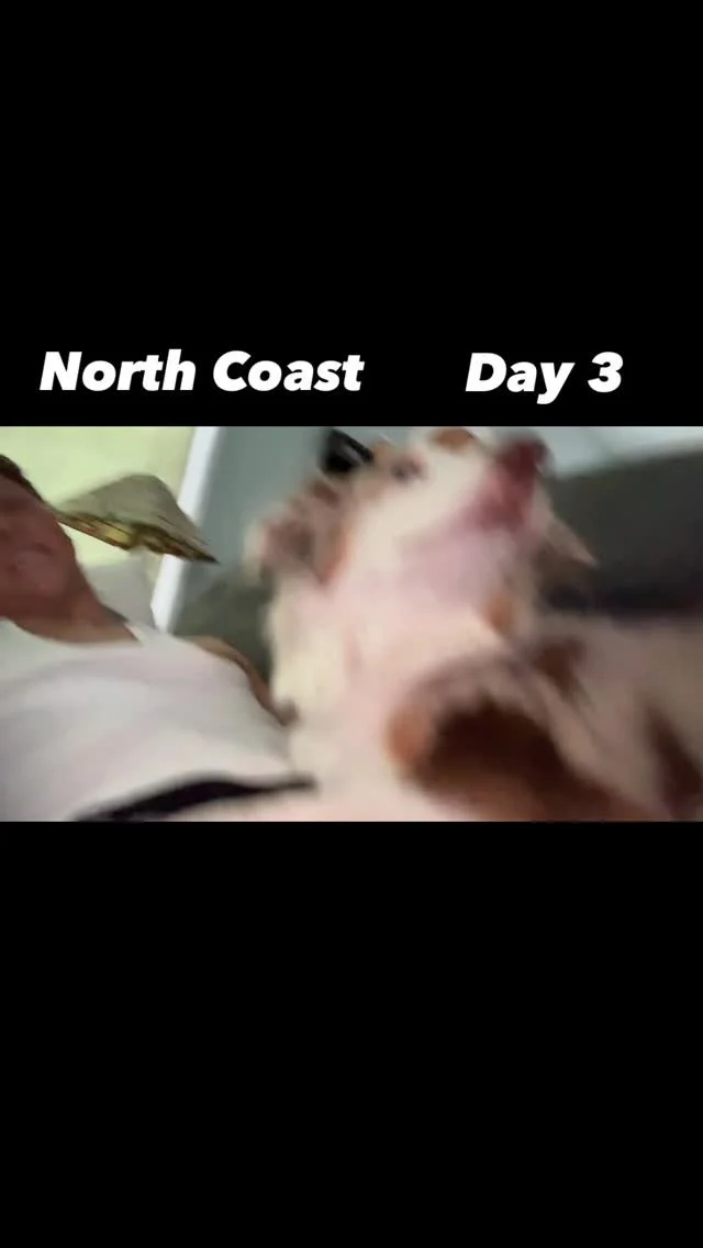 It comes to an end.
North Coast Day 3!
@northcoastfest @lynyofficial
————————————————————————
#music #