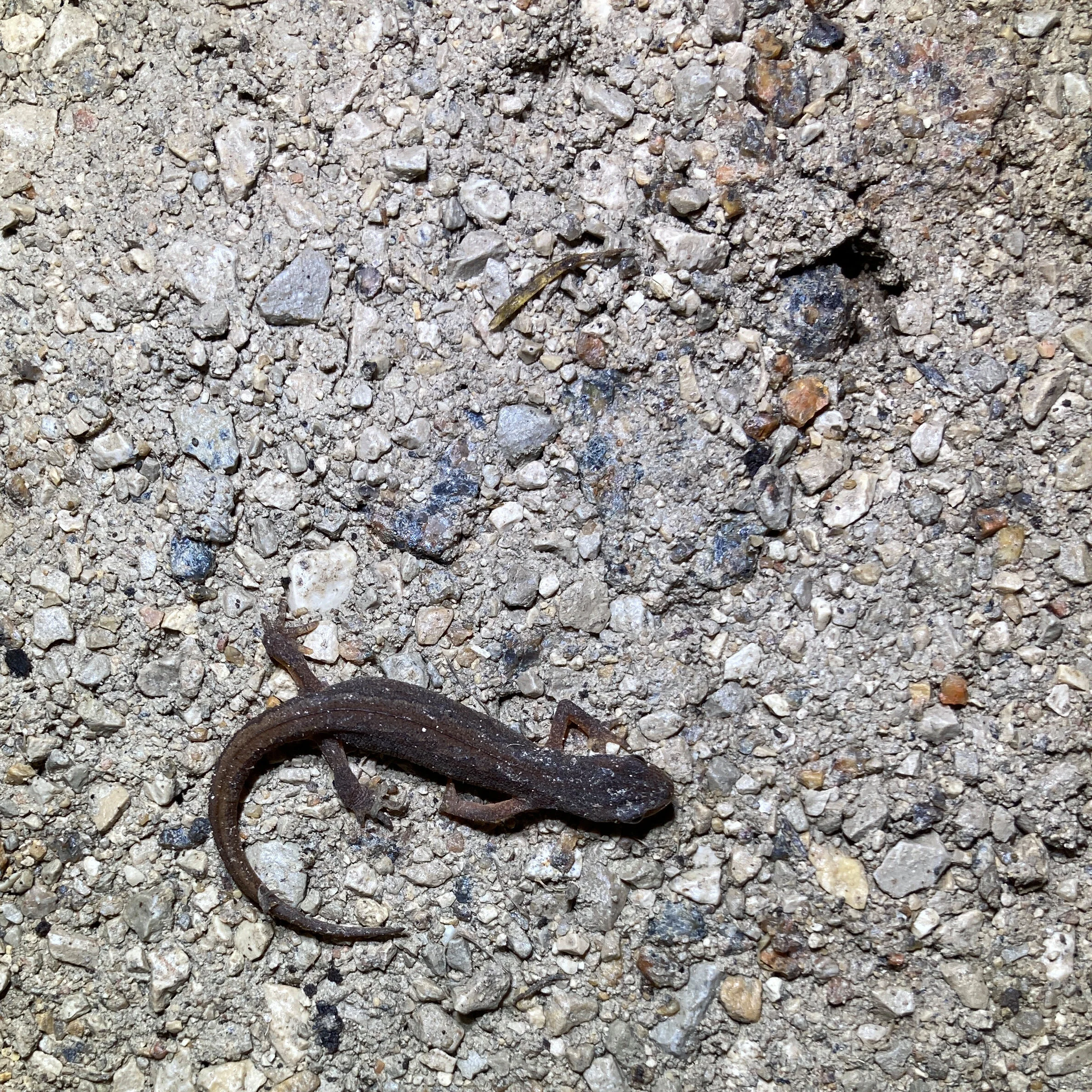 100te Teichmolche unterwegs