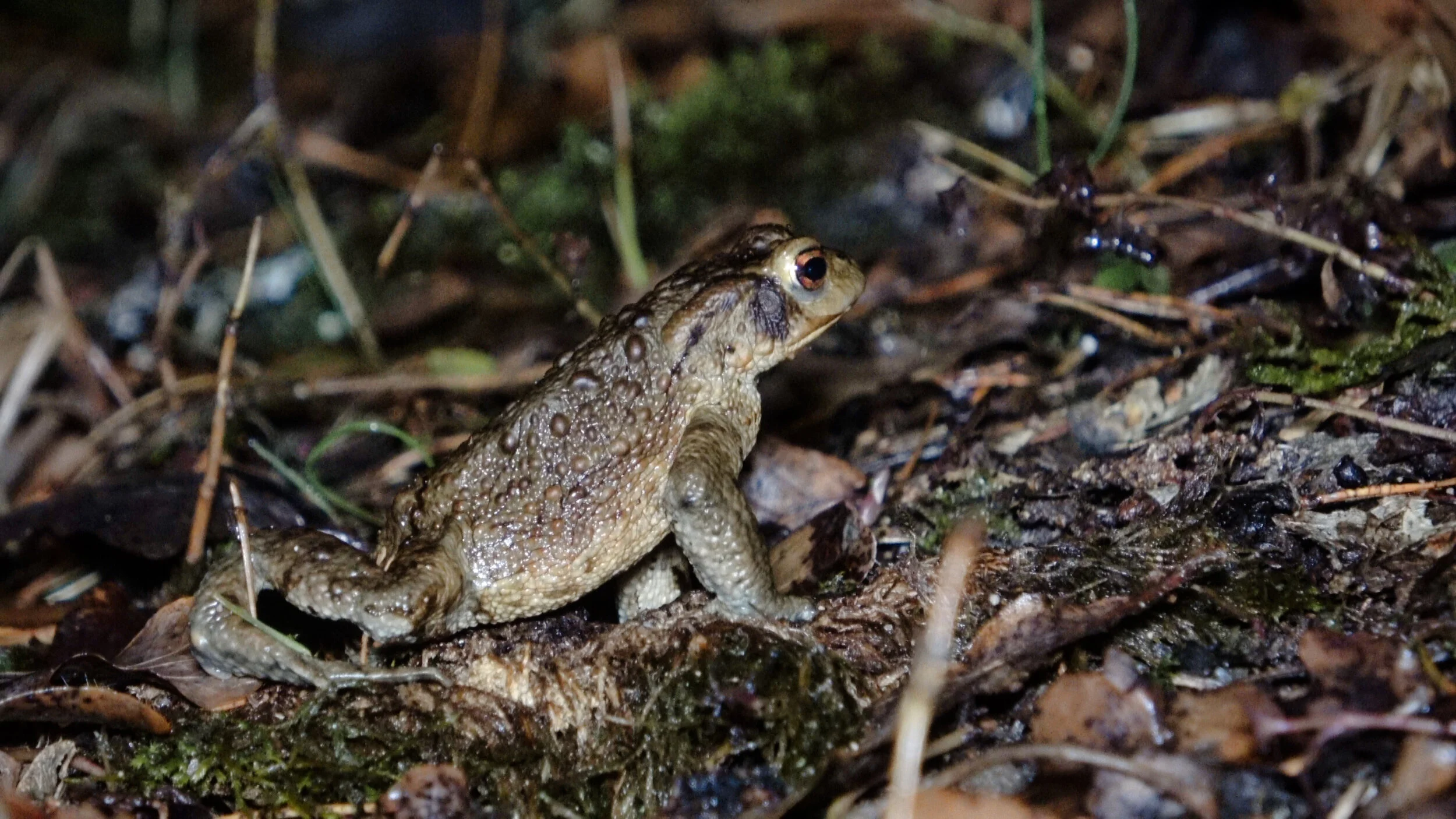 Amphibienwanderung Amberg