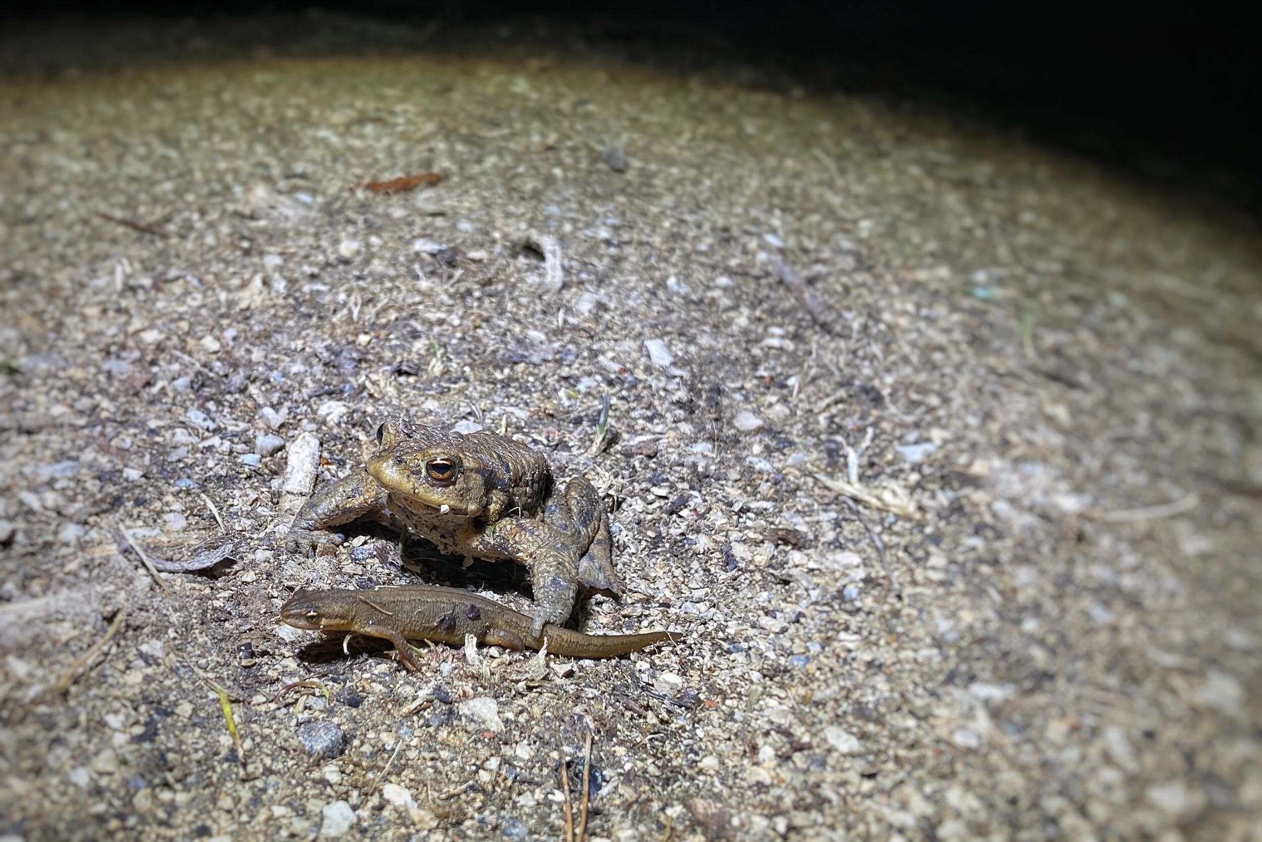 Froschwasser 2021