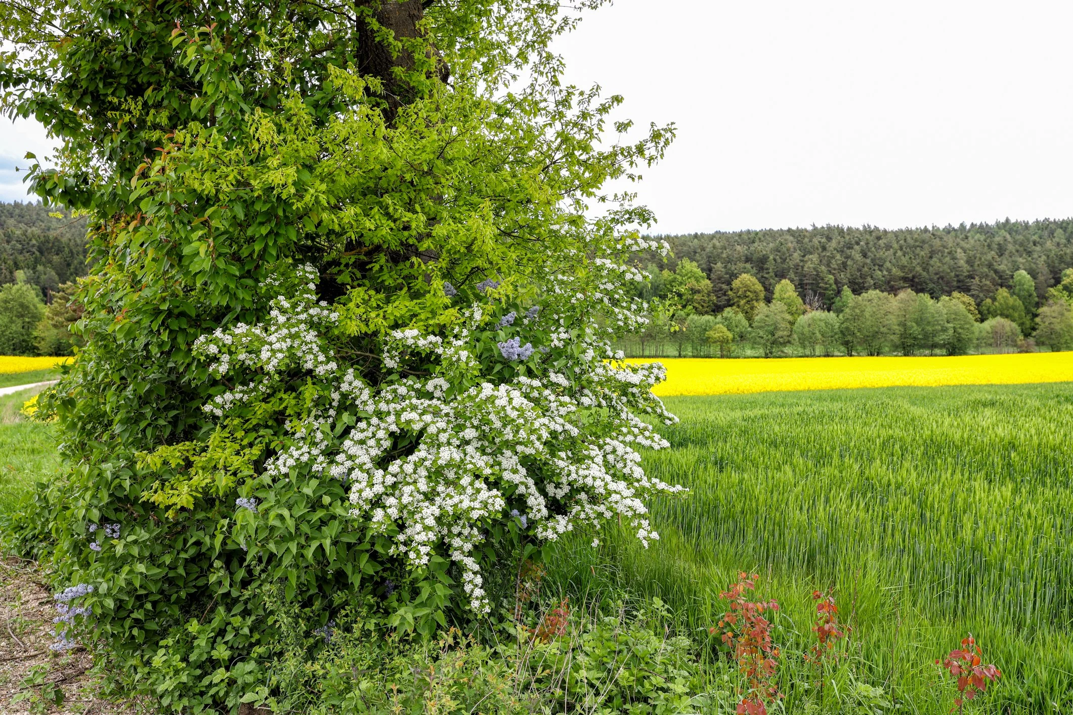 IMG_5666-Bearbeitet.jpg