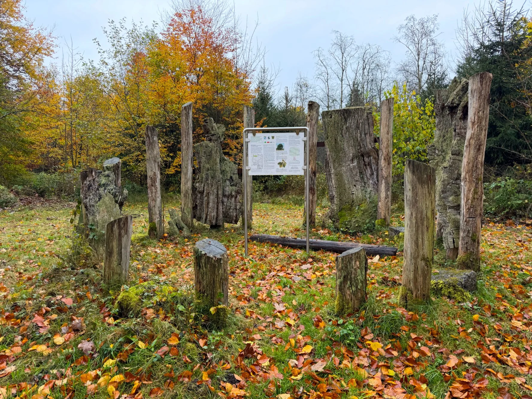 Maximilianseiche bzw. Königseiche beim Schartlhof
