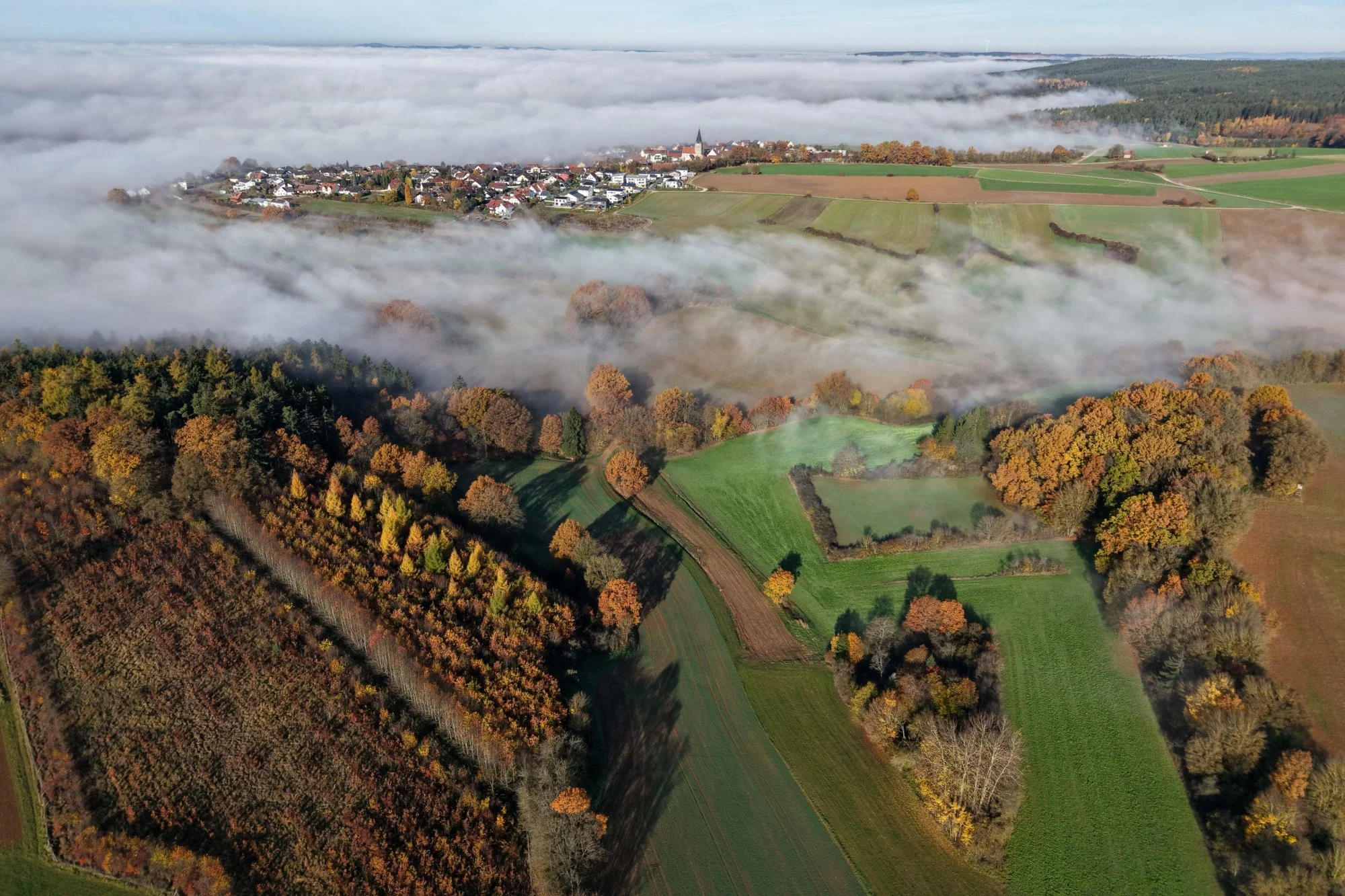 Nach dem Nebel am Weiher