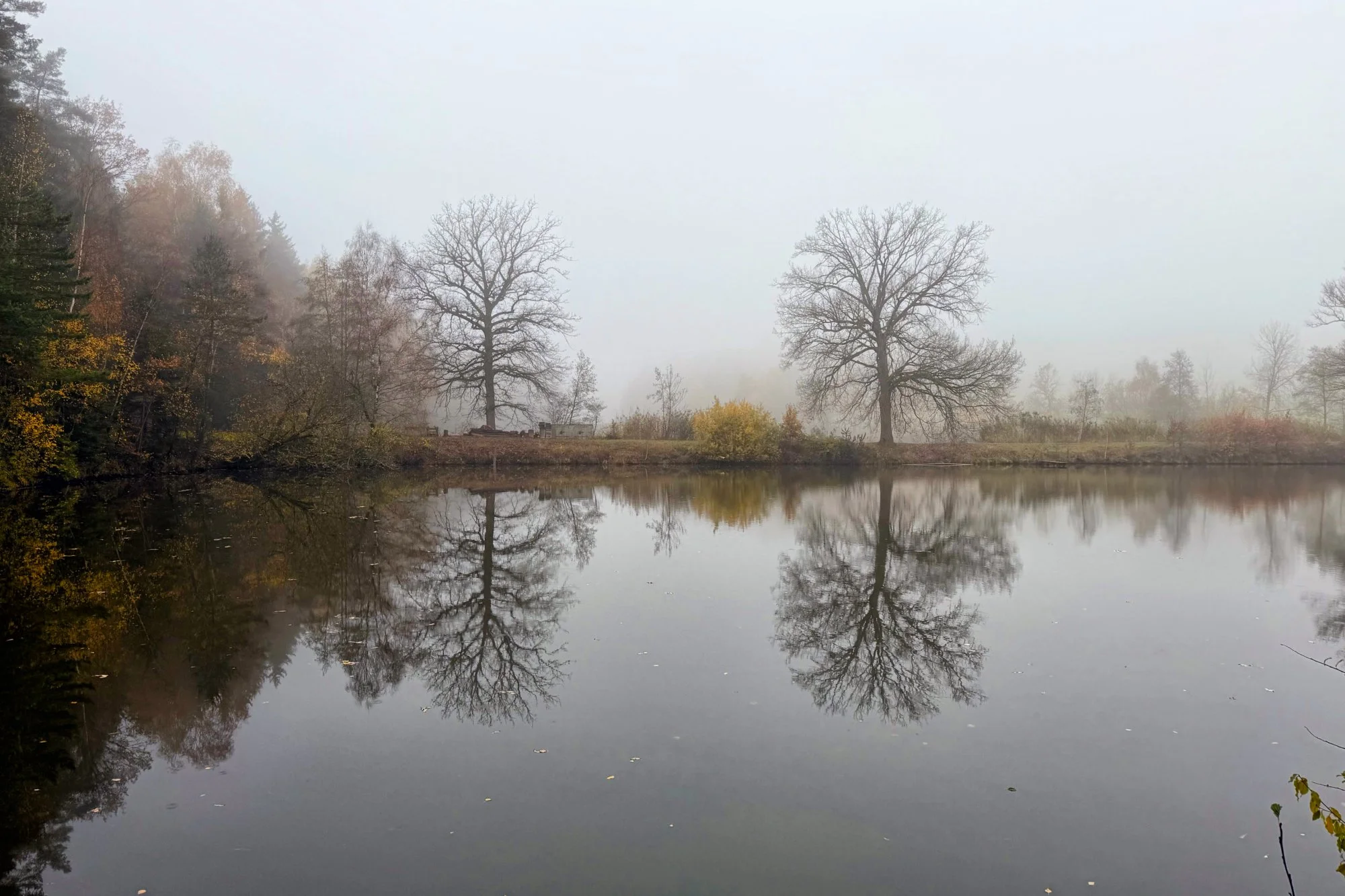 Morgennebel an den Waldweiherwelten