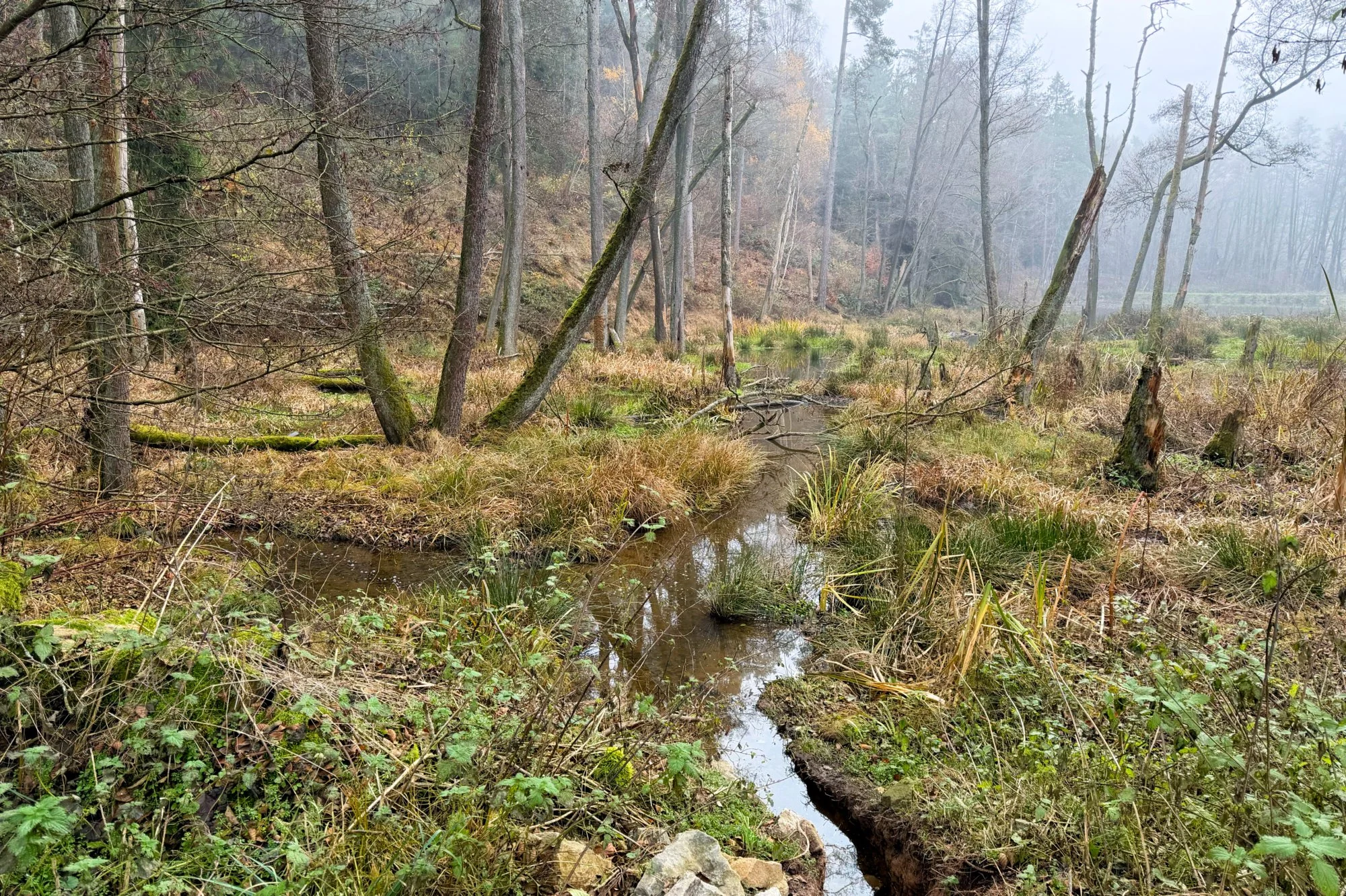 Ein Vormittag zwischen Wald, Wasser und Nebel