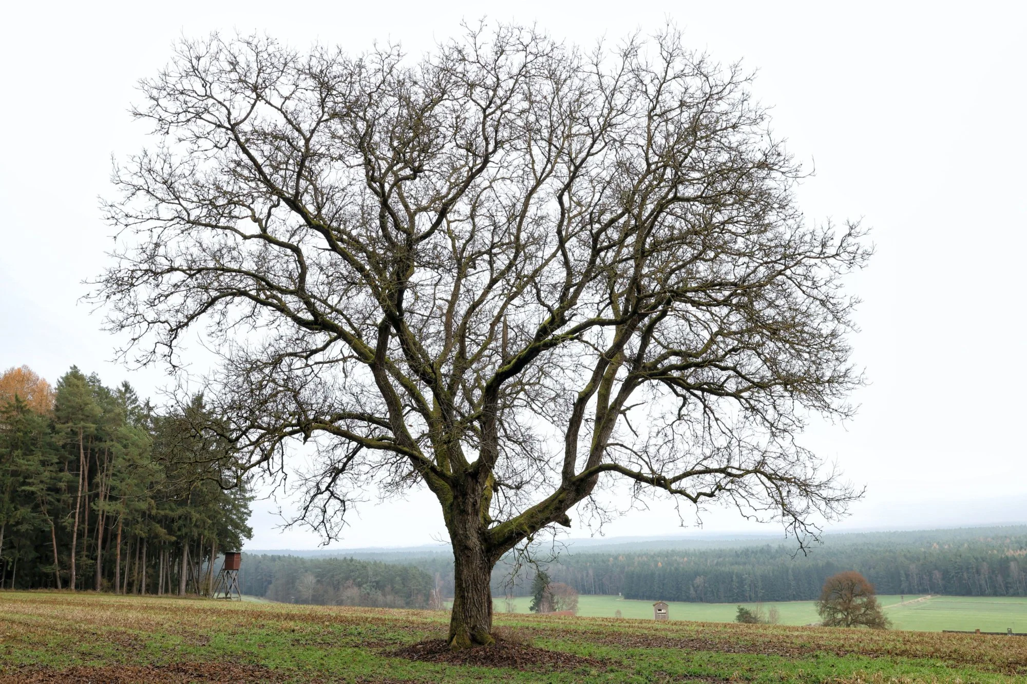 Ein Nussbaum im Wolfsrevier