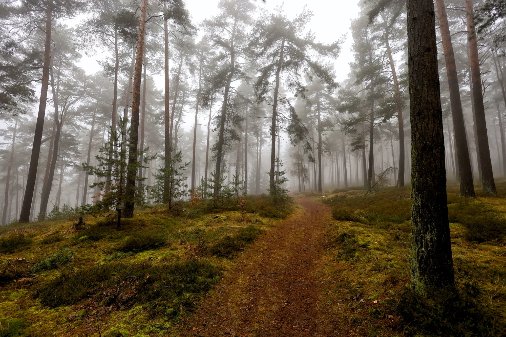 Der verborgene Weihnachtsbaum im Nebelwald