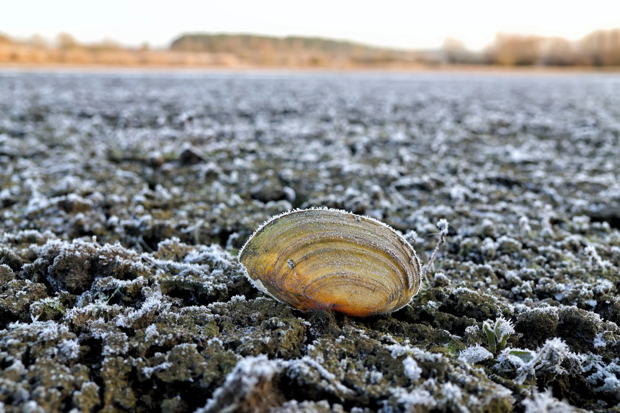 Winterzauber am Haidweiher