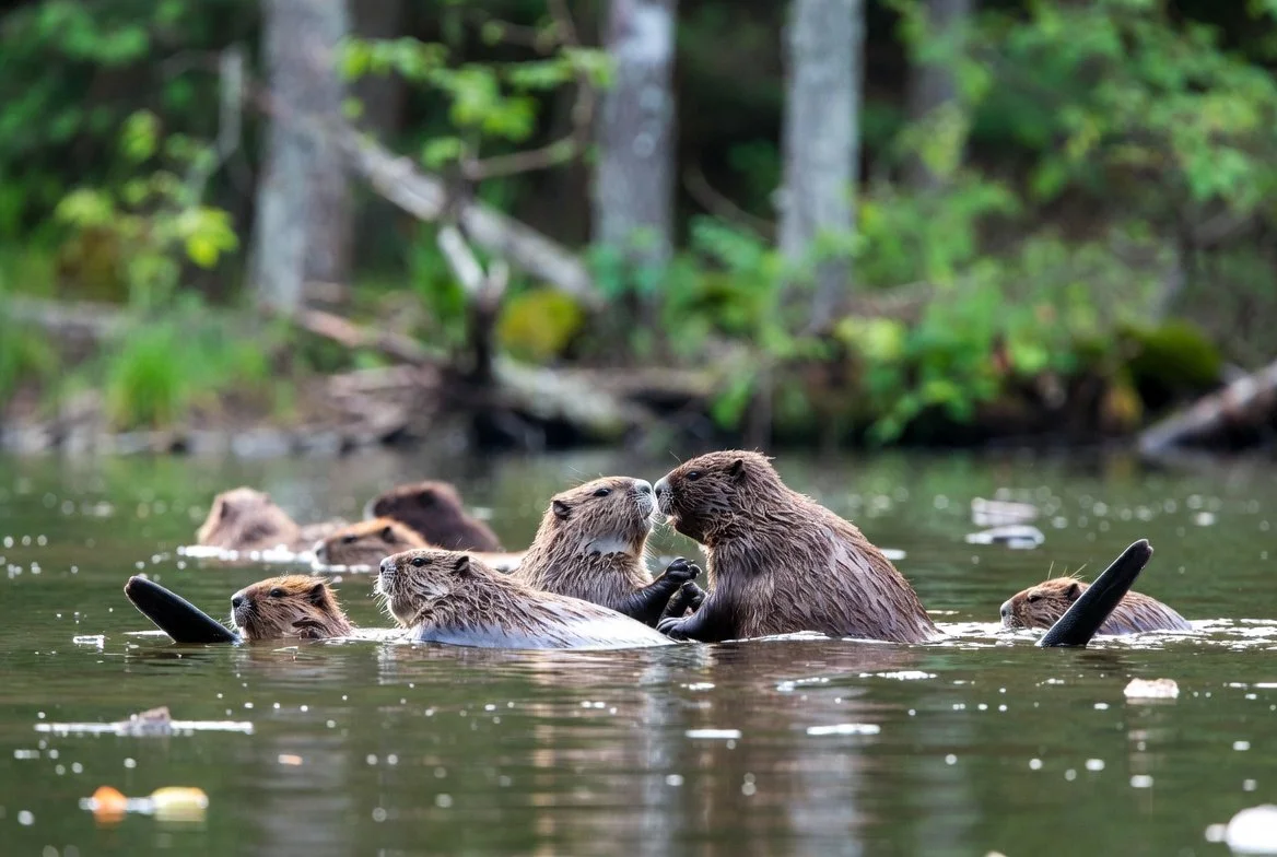 Monogamie im Tierreich