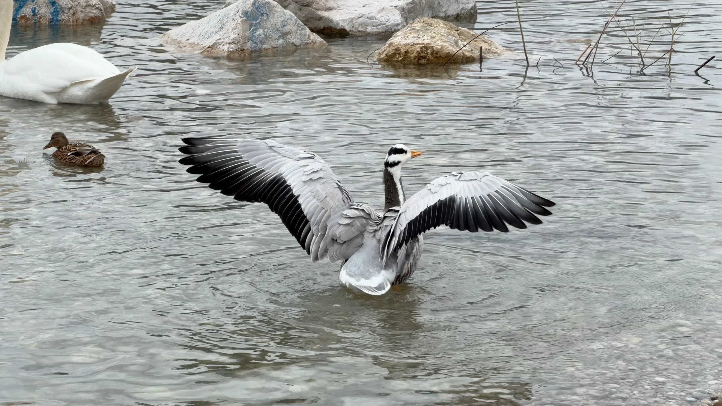 Die Streifengans – Der Höhenflieger unter den Gänsen