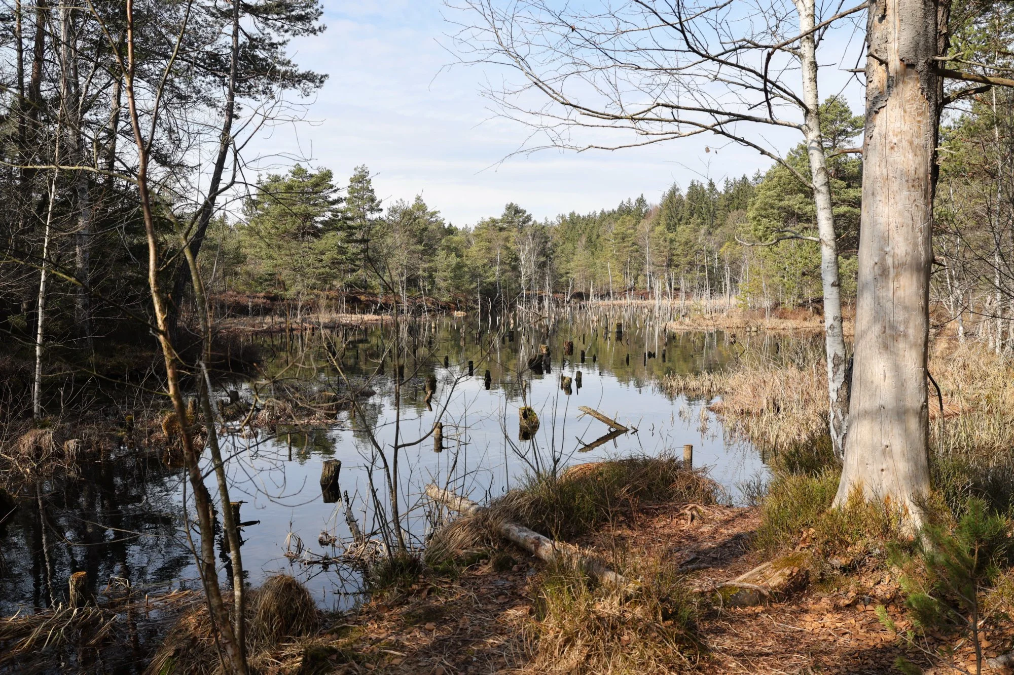 Ein sonniger März-Tag im Spatenbräufilz
