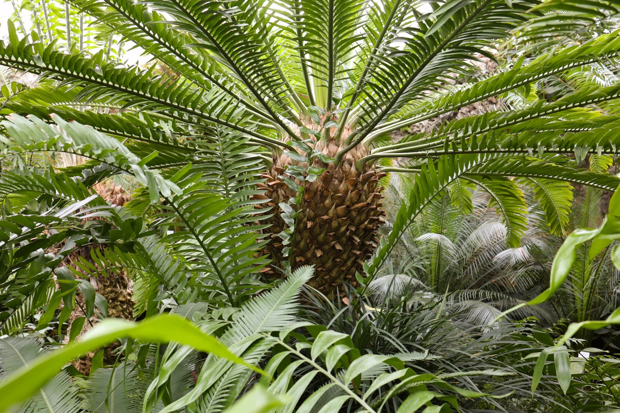 Der Botanische Garten München-Nymphenburg