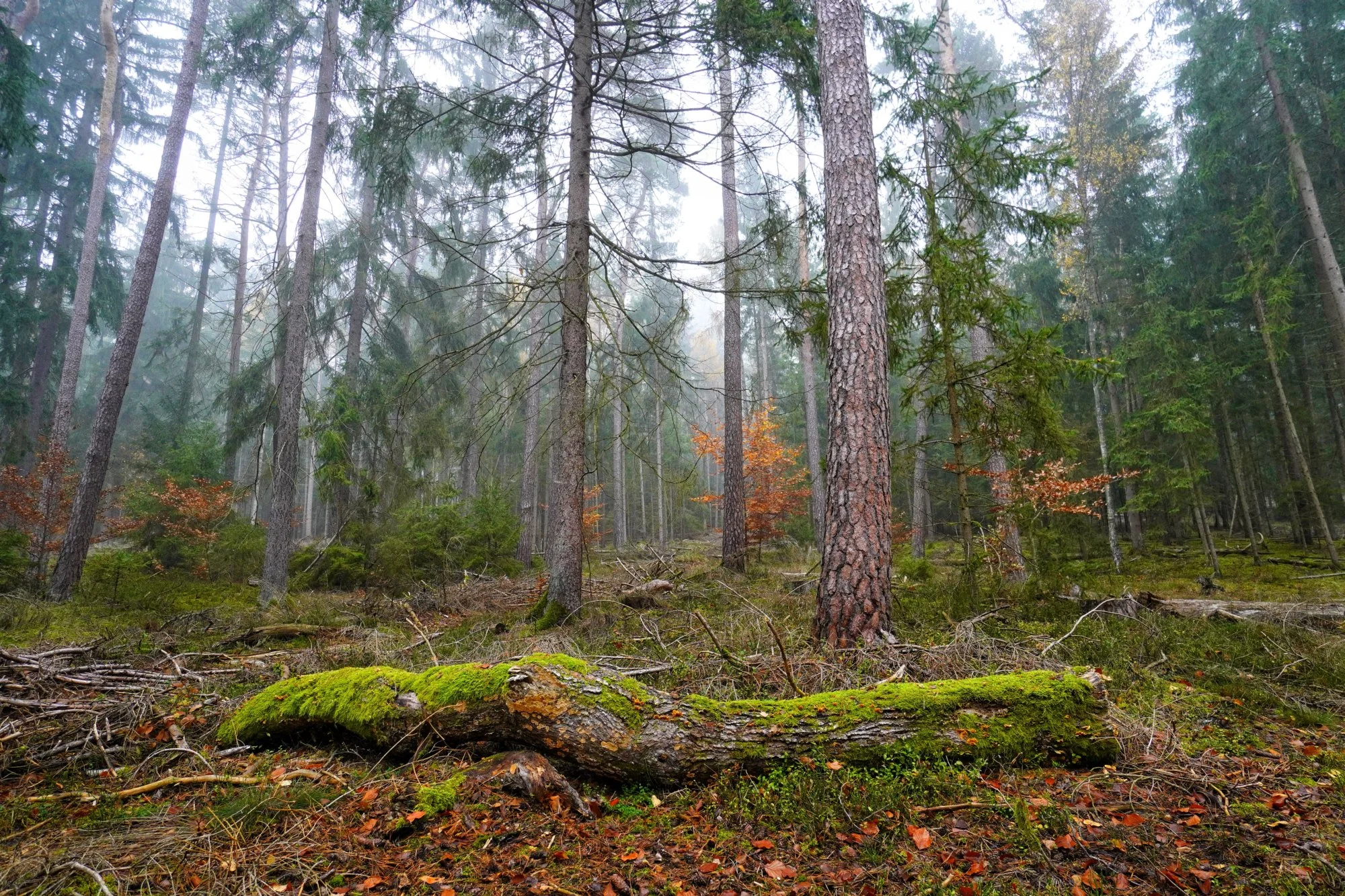 Kathedrale der Fichten – Stille im nebligen Herbstwald