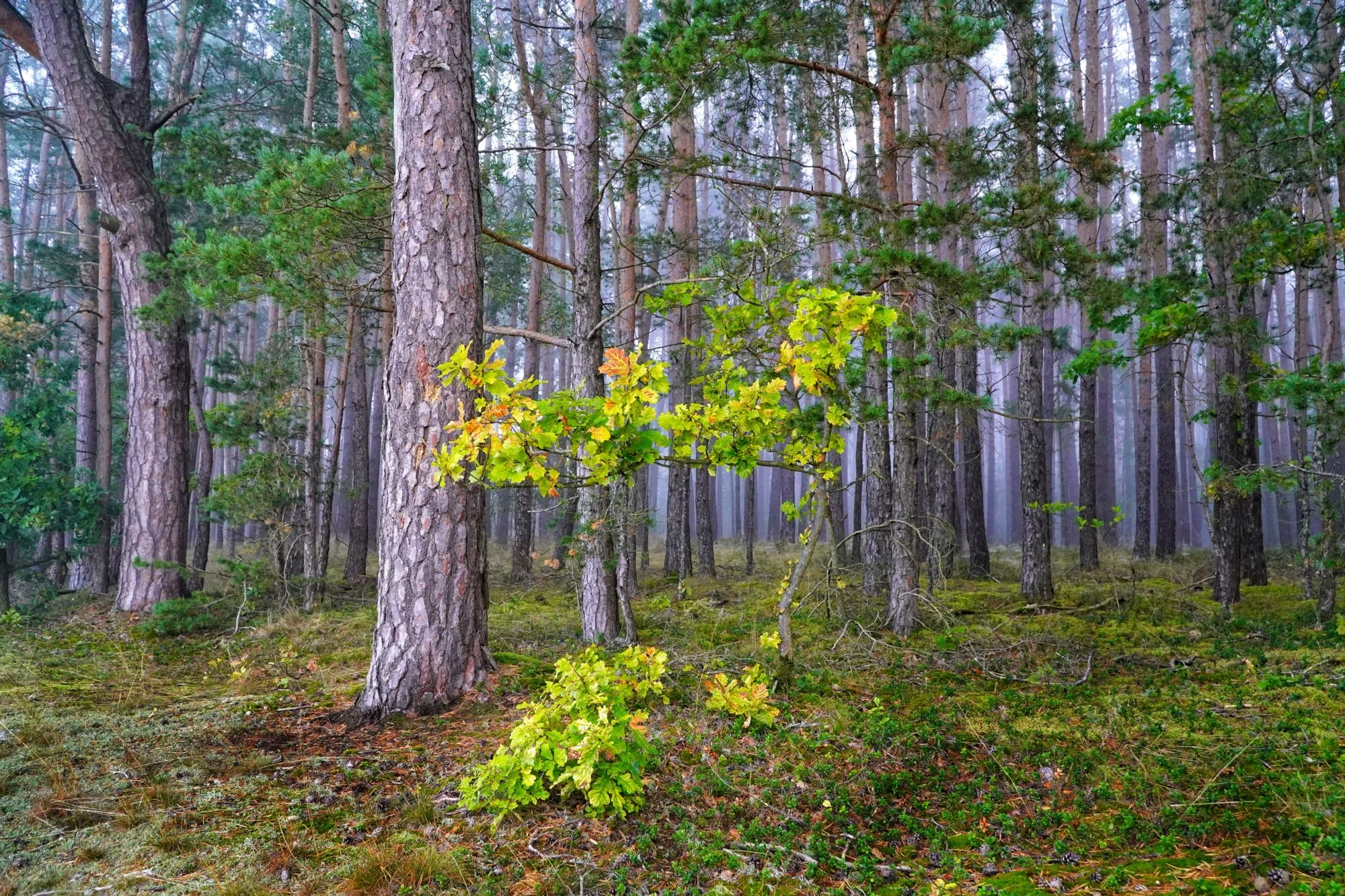 Herbstleuchten im Kiefernwald – Ein goldener Farbklecks im Nebel