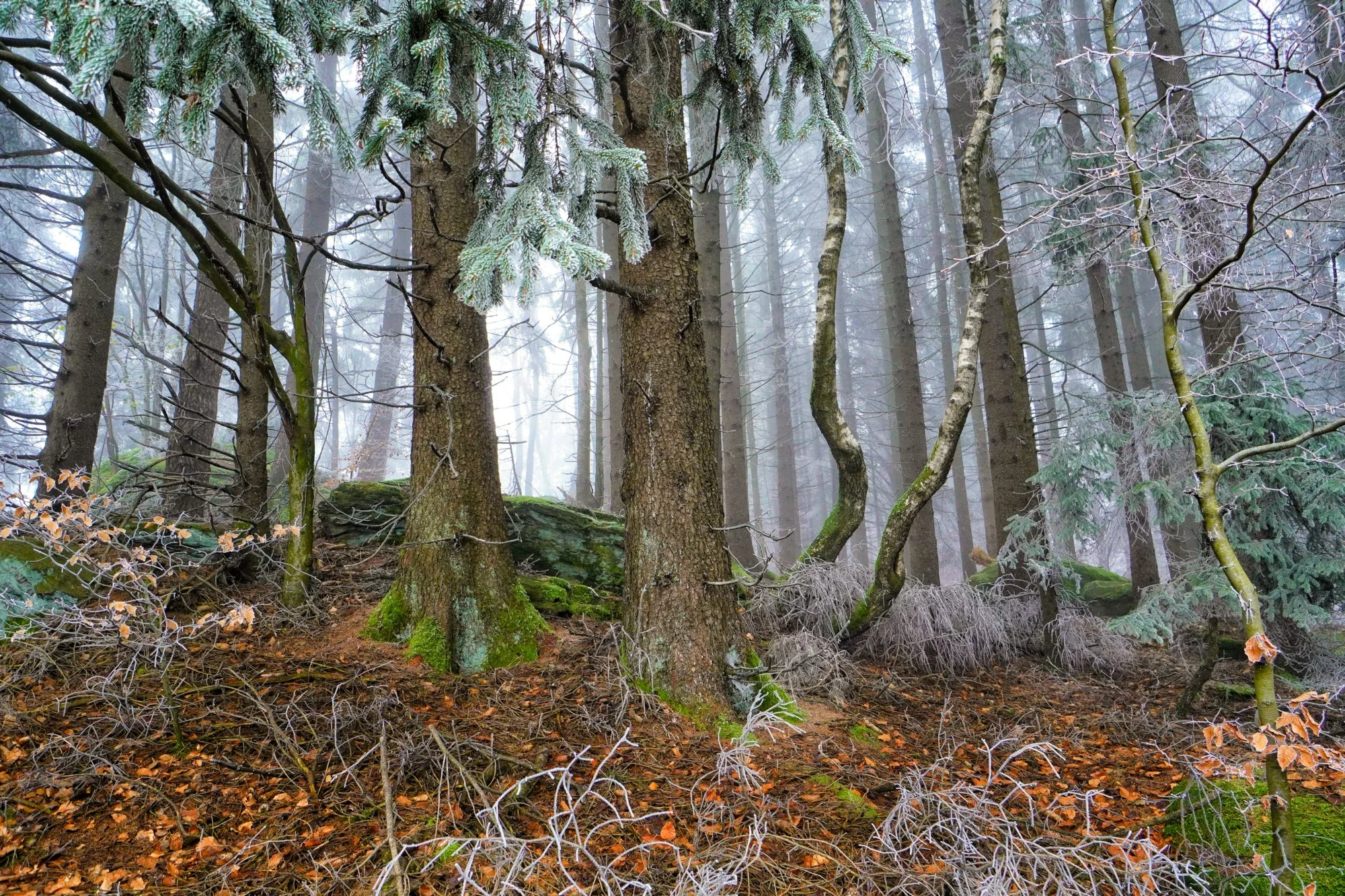Verwunschener Nebelwald – Säulen aus Frost und Moos