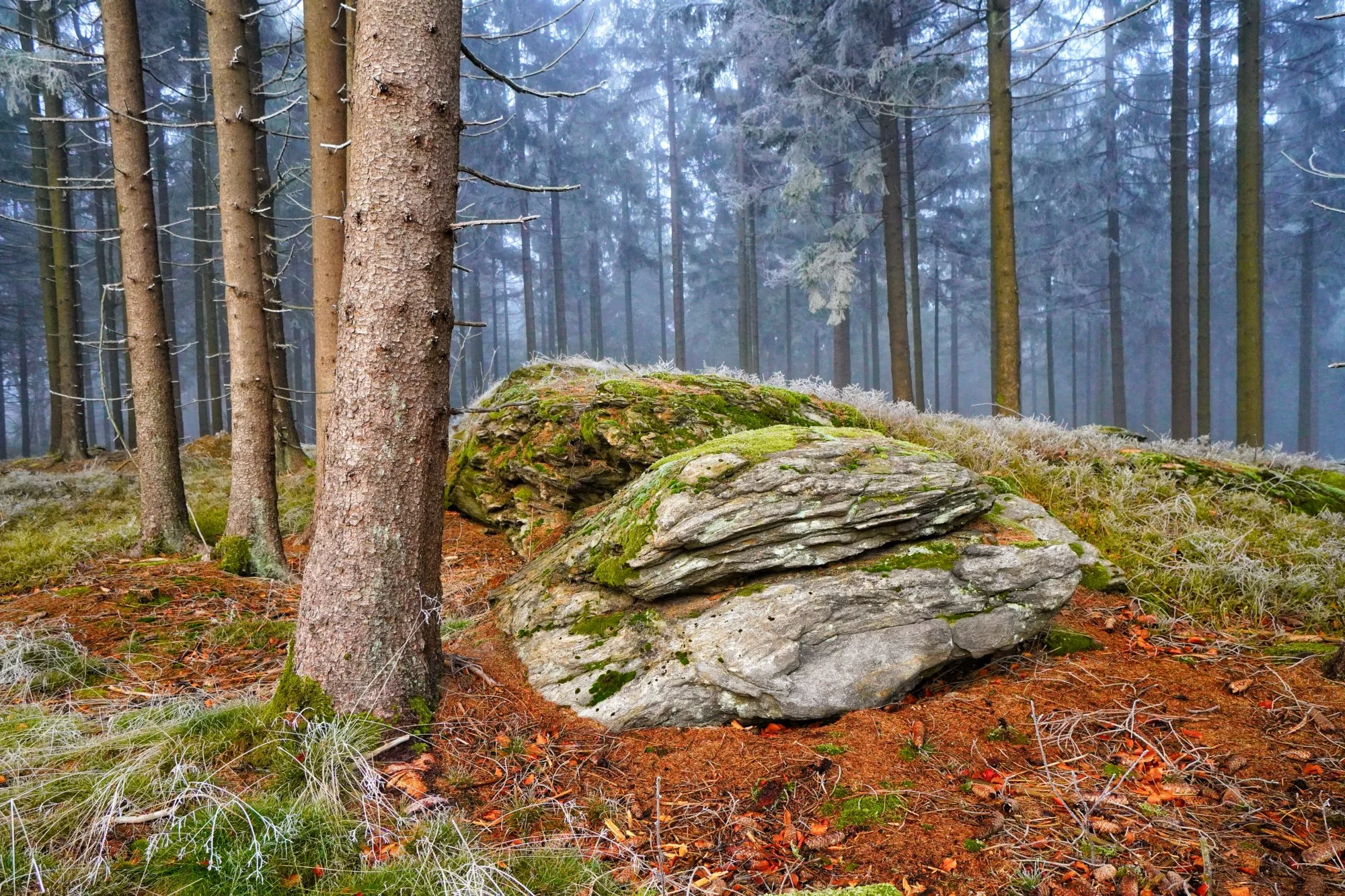 Uralte Wächter im Nebel – Moosige Felsen im frostigen Fichtenwald