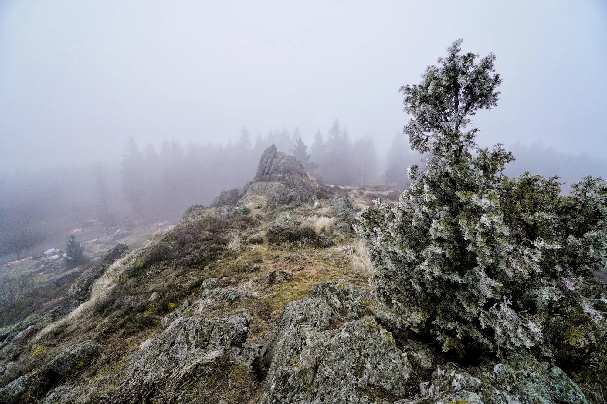 Windgebeugter Wächter im Nebel – Einsamer Baum auf dem Felsen